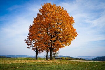 Obraz na płótnie Canvas Ein goldener Baum im Herbst