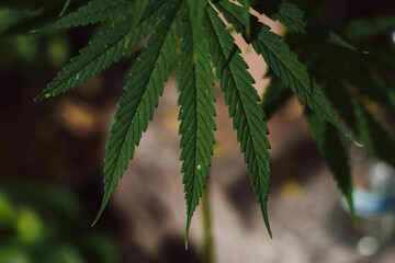 Marijuana leaves in organic farm. Beautiful Marijuana, cannabis leaves background.