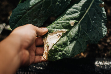 Powdery Mildew on Organic Lacinato Kale (Dinosaur Kale). A garden fungus disease.