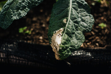 Powdery Mildew on Organic Lacinato Kale (Dinosaur Kale). A garden fungus disease.