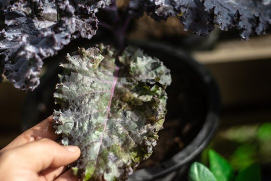 Plant leaves damaged by fungus disease or insects pests.