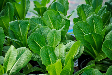 Organic greens cos lettuce in plastic pot. Fresh vegetabila in the garden. Healthy food for weight lost concept. Hight fiber and High vitamin. Green salad. top view.