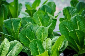 Organic green cos lettuce on the soil growing. Green cos lettuce background. Agricultural farming concept.