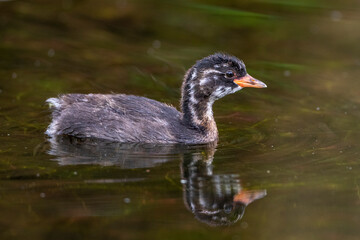 Zwergtaucher (Tachybaptus ruficollis)
