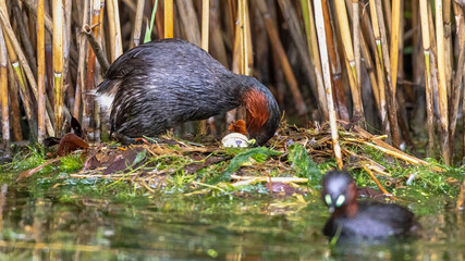 Zwergtaucher (Tachybaptus ruficollis) auf dem Nest