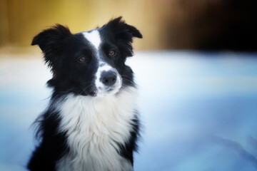 The Border Collie dog poses in a slightly winter scenery