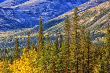 autumn forest mountains panorama, landscape trees, nature yellow season