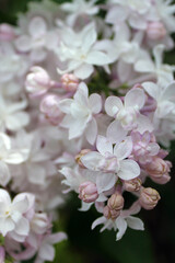 Beautiful lilac flowers.  Blooming lilac bush with tender tiny flower. White, pink lilac flower on the bush. Summer time. Closeup, Natural background.
