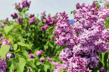 Natural background. Bright blooms of spring lilacs bush in lilac garden. Spring blue lilac flowers close-up on blurred background. Spring herbal concept. Lilacs flowers for landscaping.