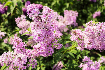 Bright blooms of spring lilacs bush in lilac garden. Spring pink lilac flowers close-up on blurred herbal background. Natural background.  Spring herbal concept. Lilacs flowers for landscaping.