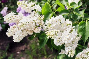 Bright blooms of spring lilacs bush in lilac garden. Spring small white lilac flowers close-up on blurred herbal background. Natural background.  Spring herbal concept. Lilacs flowers for landscaping.