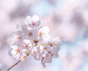 봄에 만날 수 있는 벚꽃