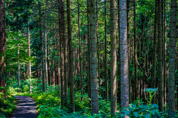 北海道北斗市の森林のイメージ