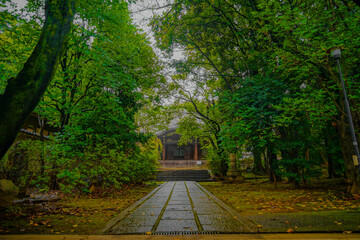 新緑に包まれた雑司が谷の街並み