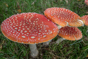 Amanita mushroom,fly agaric (amanita muscaria)