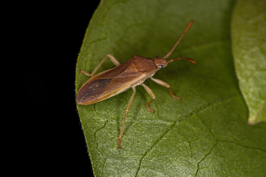 Adult Leaf-footed Bug