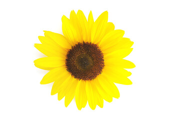 floral background of yellow sunflowers on a white background