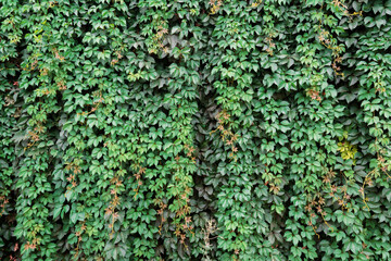 Wild Grapes Green Leaves Plant Wall For Nature Thematic Wallpaper and Backdrop.