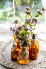 Flowers Wild basil , Clinopodium vulgare or Satureja vulgaris close-up near cosmetic bottles with a pipette and oils made from medicinal herbs.