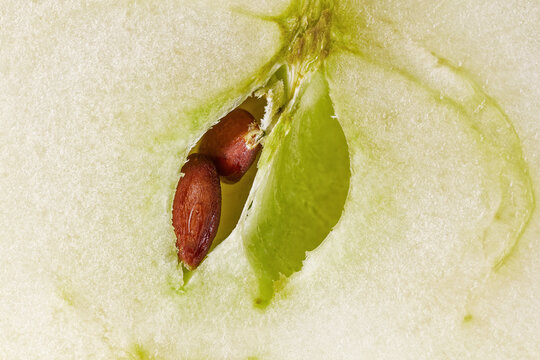close up of apple seeds