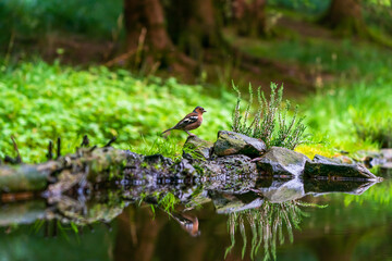 Common chaffinch (Fringilla coelebs)