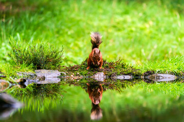 Red Squirrel (Sciurus vulgaris)