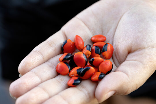 Ormosia Red Seeds