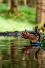 Red Squirrel (Sciurus vulgaris)
