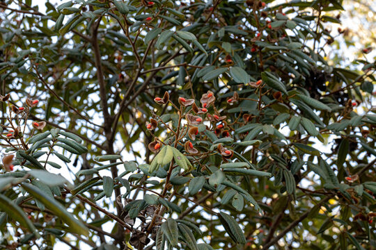 Ormosia tree with red seeds