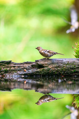 Common chaffinch (Fringilla coelebs)