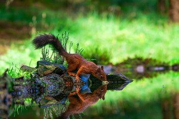 Red Squirrel (Sciurus vulgaris)