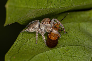 Small Jumping Spider Preying on a Lauxaniid Fly