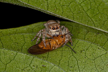 Small Jumping Spider Preying on a Lauxaniid Fly