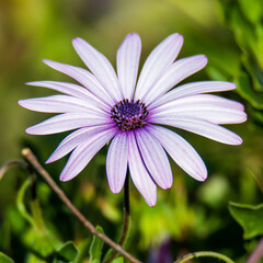 Pale Purple Gazania Flower in bloom