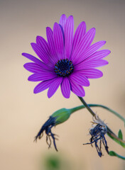 Purple Gazania Flower in bloom