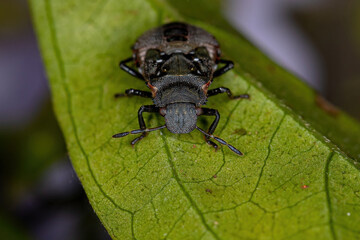 Stink bug nymph