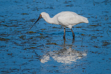 Obraz premium Royal Spoonbill with reflection in the blue bay water