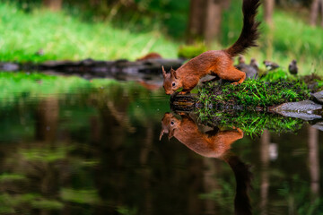 Red Squirrel (Sciurus vulgaris)