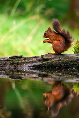 Red Squirrel (Sciurus vulgaris)
