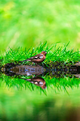 Common chaffinch (Fringilla coelebs)