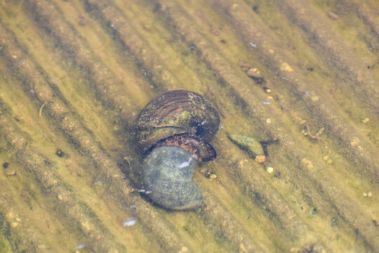 Apple snail in the water at the swamp