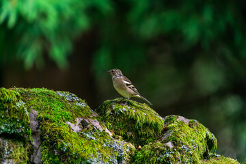 Common chaffinch (Fringilla coelebs)