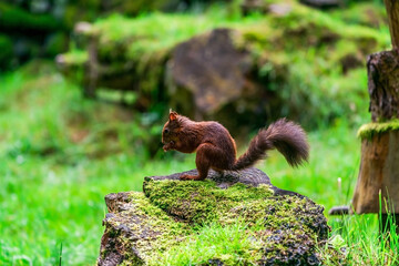 Red Squirrel (Sciurus vulgaris)