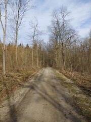 road in the forest