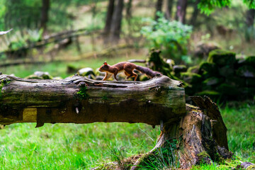 Red Squirrel (Sciurus vulgaris)