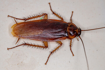 Adult American Cockroach