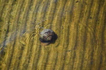 Apple snail in Big Cypress National Preserve, Florida, United States