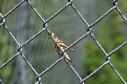 American Bird Grasshopper on the fence of the parking lot at Big Cypress National Preserve