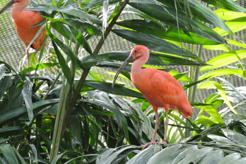Pink ibis - 453566927