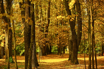 sunny landscape in fall park, autumn season background orange park